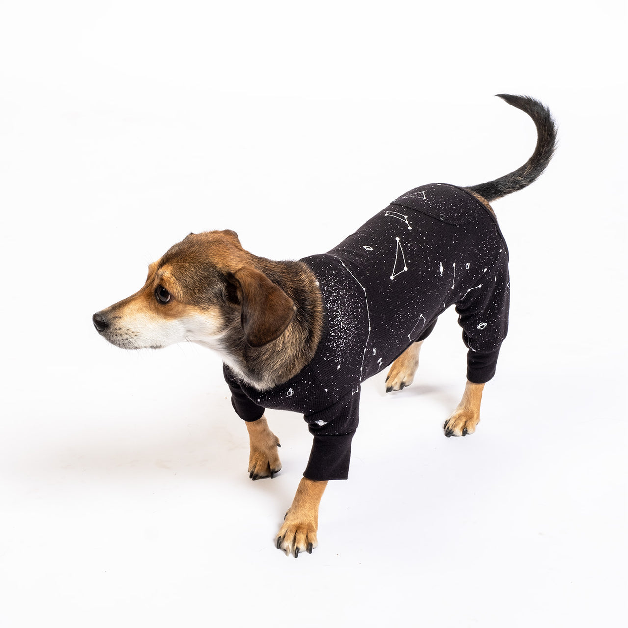 Drake General Store - Solar - Dog